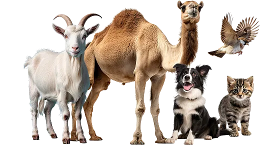 Animals & Supplies